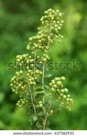 Fresh green henna plant seeds .Sallow depth of field image,