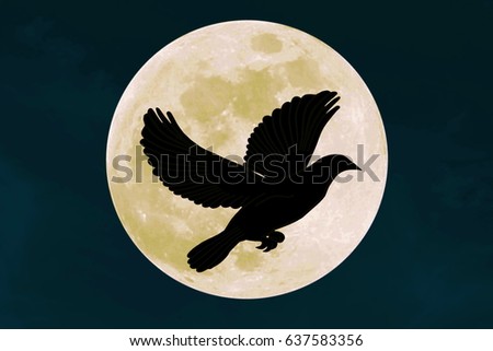 dove in front of moon in night