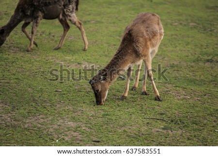 Photo of the Young deer on the green field