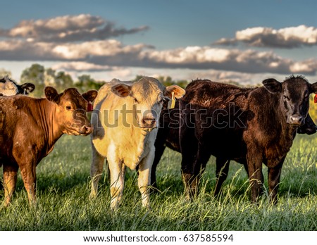 Heifers of different colors standing in a pasture with blue sky and clouds as background