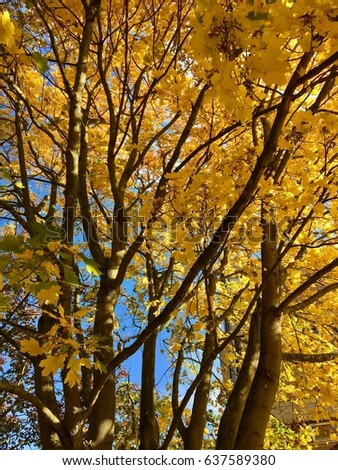 Pattern of Yellow tree contrast with blue sky