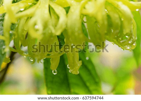 Drops of rain on the flower