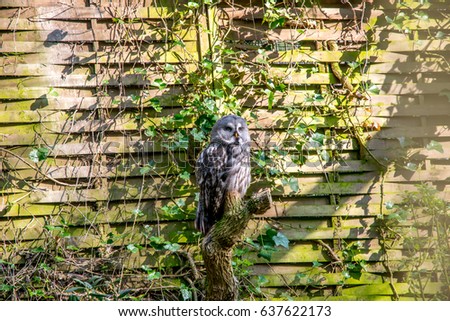 beautiful sleeping owl with natural background