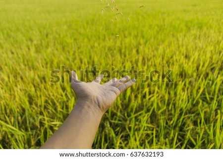 Hand trough wheat field