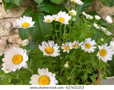 Chamomile plant on wall background