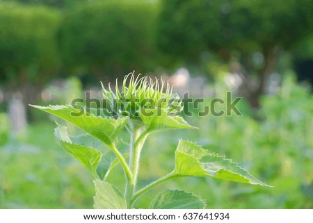 A selective focus picture of organic sunflower bud in agriculture farm