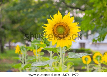 a selective focus picture of organic sunflower in agriculture field