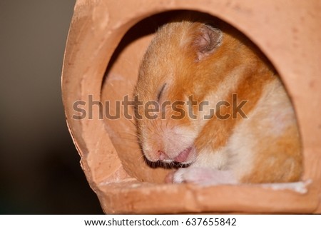 female syrian hamster waking up from clay house for hamster but it doesn't open eyes with    lowkey