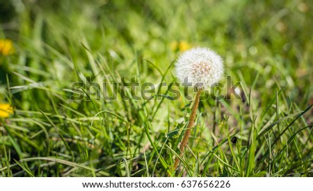 Seed head of a dandelion in the grass. Many people believe that dandelion seeds will carry your thoughts and dreams to loved ones when you blow them into the air.
