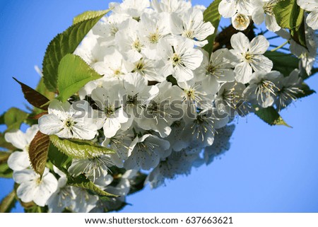 flowering cherry