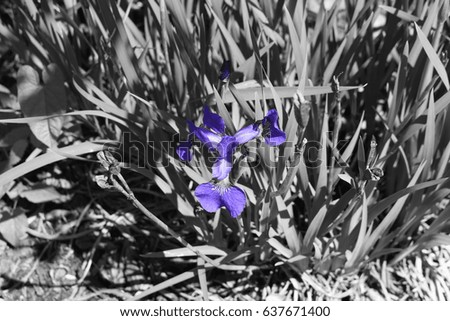 Purple Iris on a black and white background.
