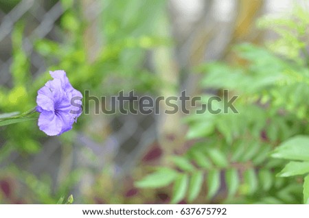 natural fresh flowers with nice bokeh background