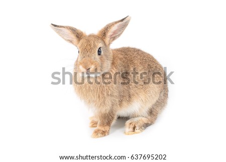 Brown short hair adorable baby rabbit on white background