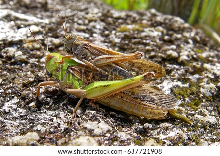 Two grasshoppers mating while sitting on a stone in the sun 