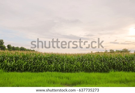A selective focus picture of organic corn field. 