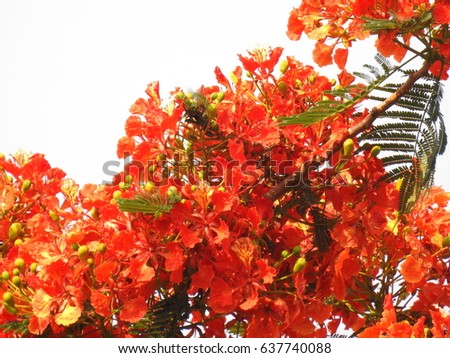 Royal Poinciana, Flamboyant, Flame Tree, Delonix Regia. Its species of flowering plant in the bean family. It grown tropical parts of world as a ornamental tree. It also known as Flame tree.
