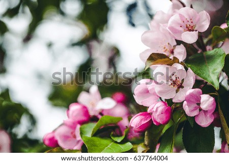 Cherry blossom tree flower background.