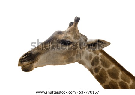 Young female giraffe isolated over white background.