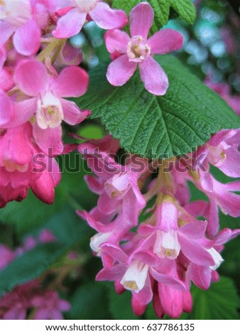 macro photo flowers fruit currant bushes used in landscaping and horticulture as the source for design, advertising, decoration, print, interiors