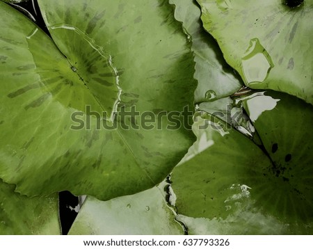 Green lotus leaves background