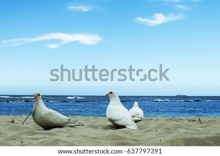 white dove in the sea a symbol of peace