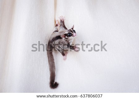 Cute sugar glider on curtain at home