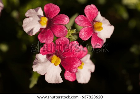 species of snapdragon in two color in nature, note shallow depth of field