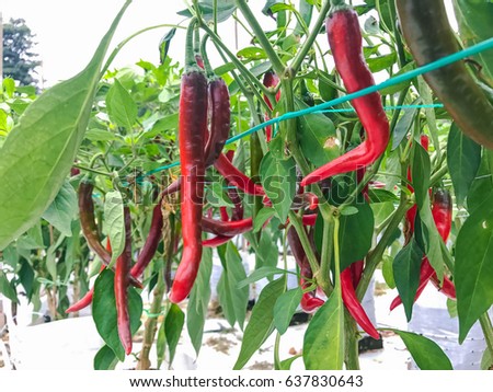 Modern chili pepper farm with fertigation , irrigation system   Royalty-Free Stock Photo #637830643