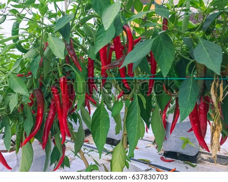 Modern chili pepper farm with fertigation , irrigation system   Royalty-Free Stock Photo #637830703