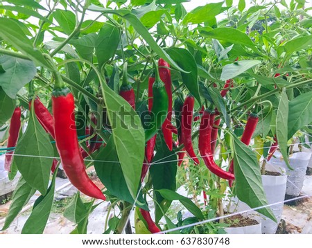Modern chili pepper farm with fertigation , irrigation system   Royalty-Free Stock Photo #637830748