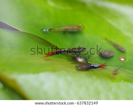 guppy, fancy fish on lotus leaf