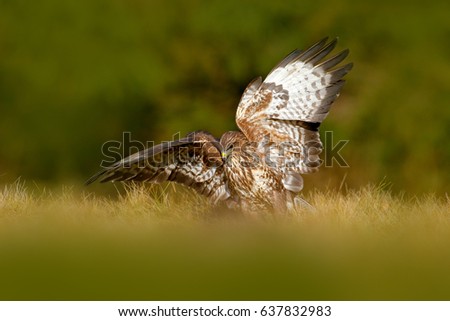 Hunter in the grass. Bird of pray Common Buzzard, Buteo buteo, sitting in the grass with blurred green forest in background.
