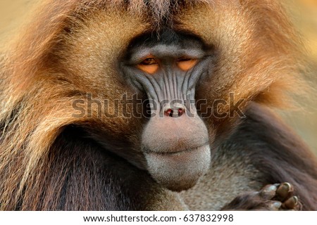 Gelada Baboon, portrait of monkey from African mountain. Simien mountain with gelada monkey. Wildlife from Africa.
