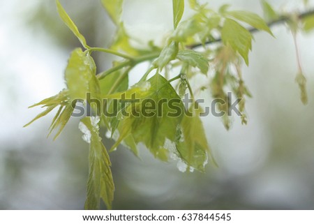 Ash Leaved Maple leaves (Acer negundo, Box Elder, American maple, or Maple of the Ashberry)  leaf in spring with snow 