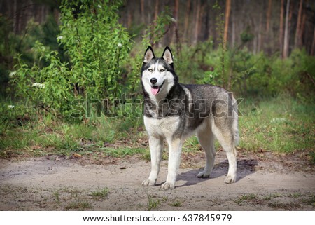 Siberian husky. The dog is standing in the forest. Dog portrait in growth.
