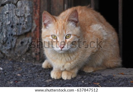 Red cat lying on the pavement and looking directly into the camera lens