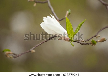 A flower of a white magnolia on a branch against a background of blurred white flowers