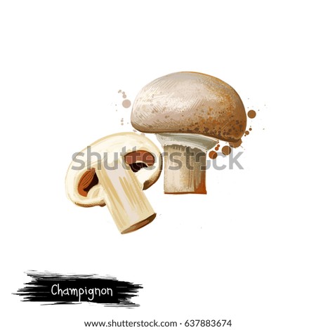 Digital art illustration of Champignon, Agaricus bisporus isolated on white background. Organic healthy food. White garden mushroom, fruiting body. Hand drawn plant. Graphic design clip art element