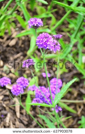 Purple wild flower - UK - close up as a wallpaper