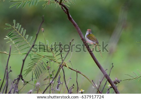 common tailorbird in the field