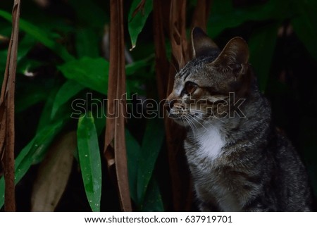closeup face jungle cat