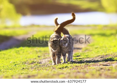 two cute striped kitten walking on green grass next to and caress on a summer day Royalty-Free Stock Photo #637924177