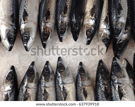 Fresh Saba fishes.
