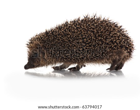 wild hodgehog on white background