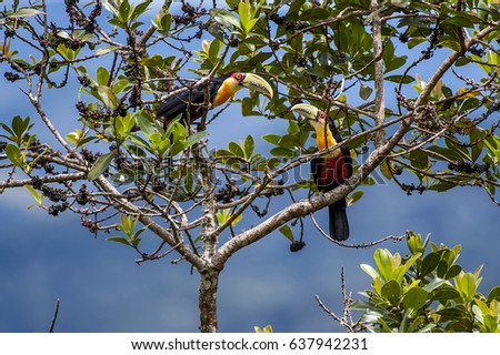 Red-breasted Toucan (Ramphastos dicolorus), photographed in Domingos Martins, Espírito Santo - Southeast of Brazil. Atlantic Forest Biome.