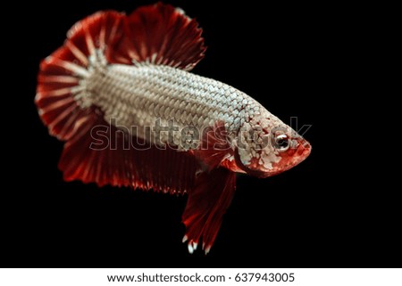 Thai bite fish called "Red Dragon"