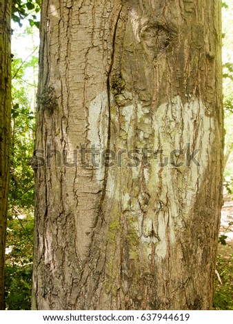 close up of a white heart painted onto tree bark outside in the summer forest romance peace