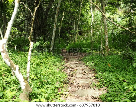 trail in forest
