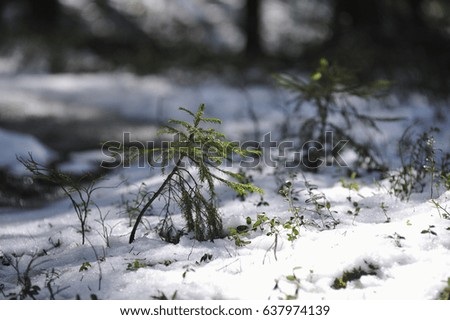 Close up of little fir tree in beginning of spring.