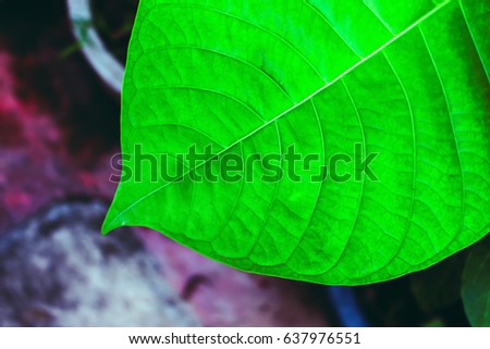 leaf green closeup plant nature background 